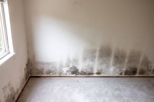 Reliable Parsippany, NJ Mold Inspection, Removal & Remediation Solutions